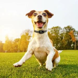 Smart Bark Collar Rechargeable Anti Barking